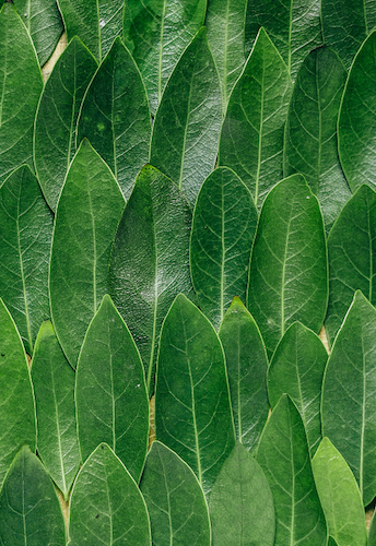 Leaf